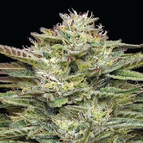 Blueberry Cupcake > Humboldt Seed Company